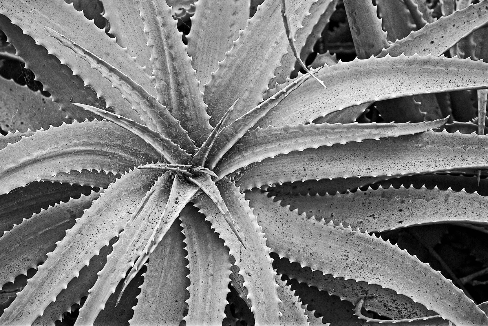 Thorny-Issue_B_W