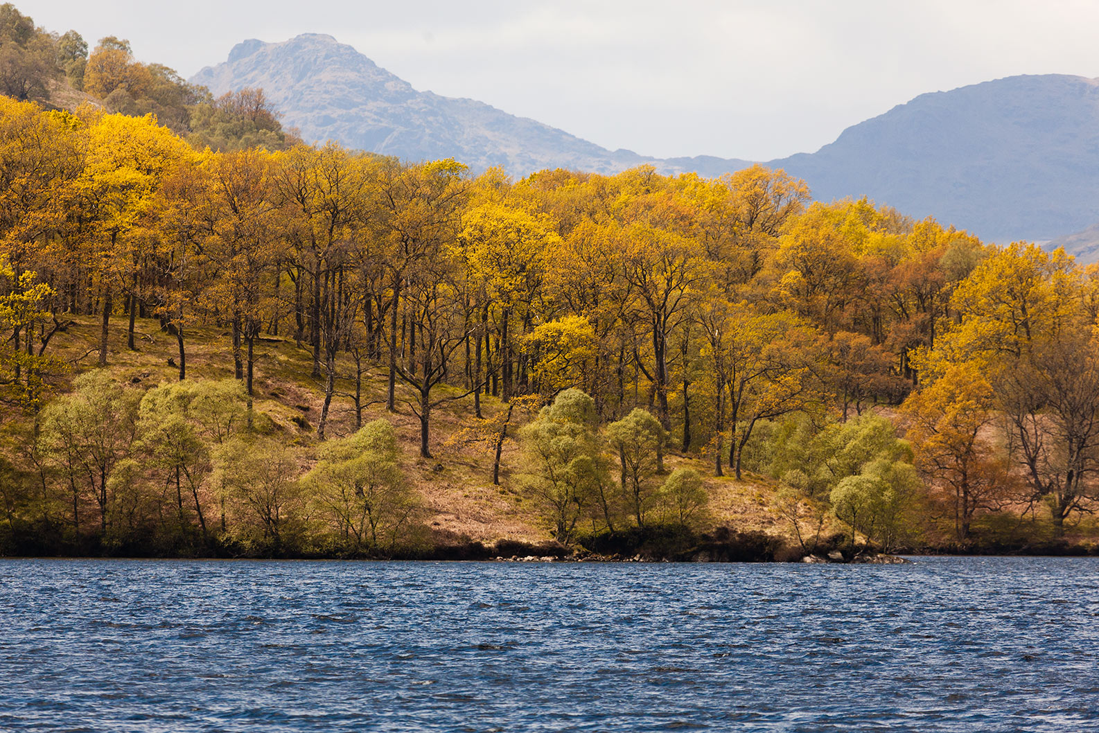 Warm Cold Trees